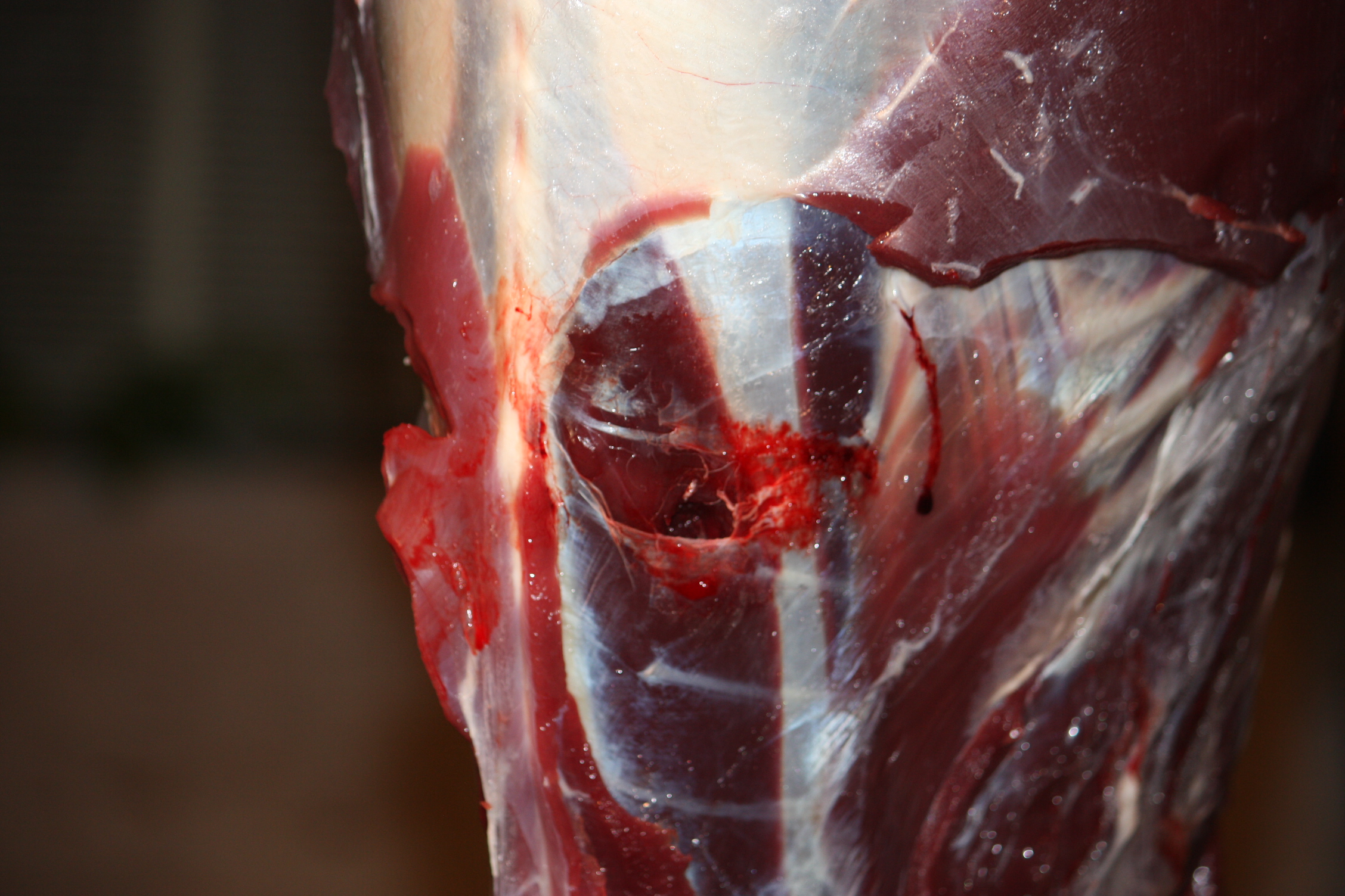 Spine hit with 14-inch Ruger Old Army